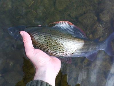 Beautiful river Aire Grayling that took a Klinkhammer in fast water. ©Joel Barrow 2011