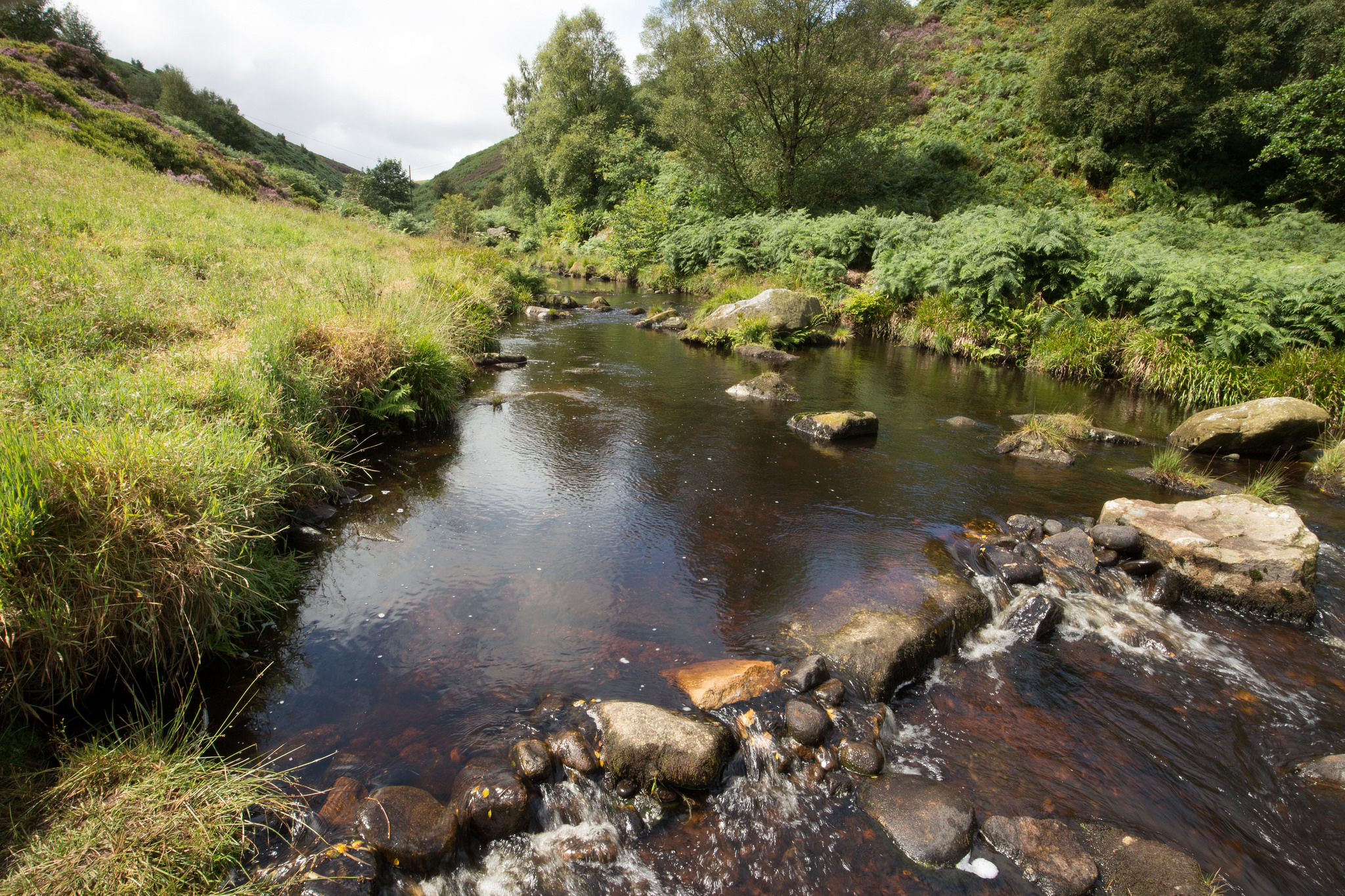 Peat stained but clear water. The fish are dark with strongly coloured markings.