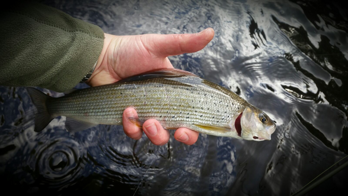 A typical Calder Grayling