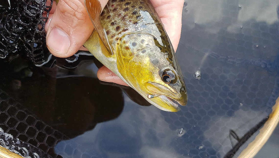 Calder Trout with Magic Mary nymph in its mouth