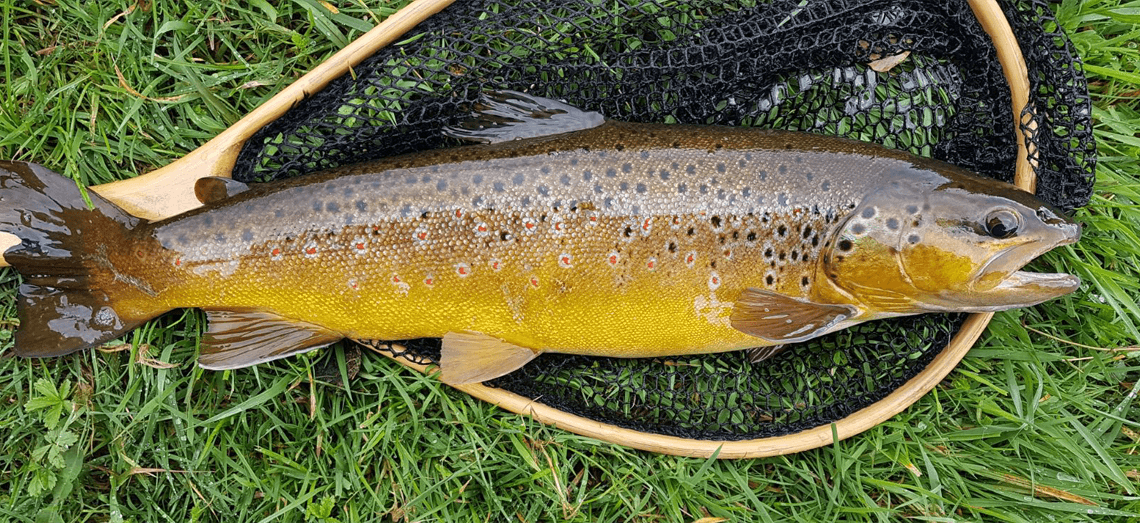 Grannom Fattened Trout