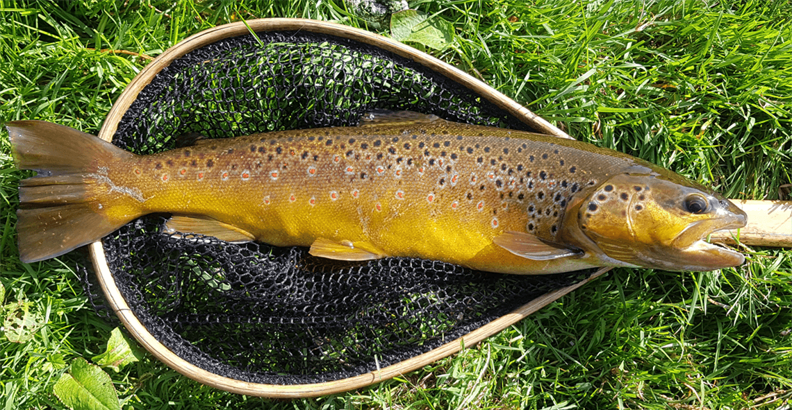 Trout at the start of the Grannom feast